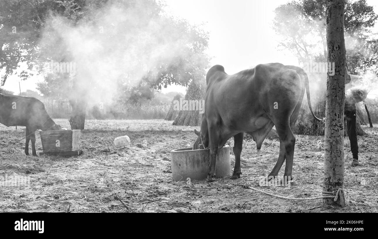 precaution of lampi virus, Indian farmer burn dry leaves with camphor to save his animal from lumpy or lampi skin disease. Stock Photo