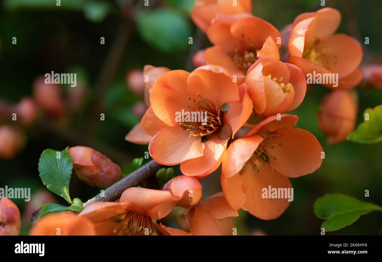 Japanese Quints Japanese quince flowers in close-up. Blooming Japanese quince, orange ...