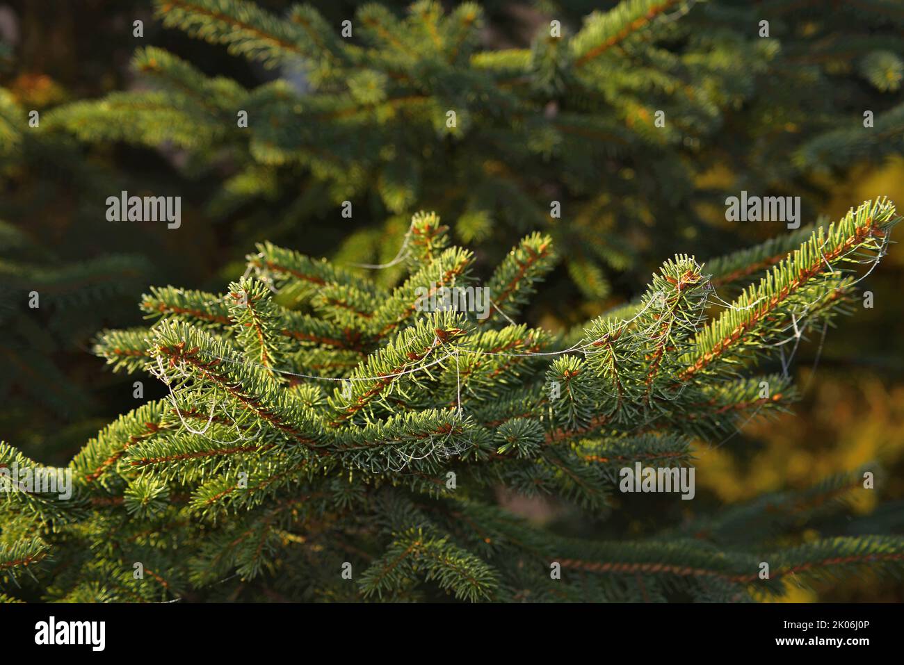 Close up of a pine tree with spider's web threads Stock Photo