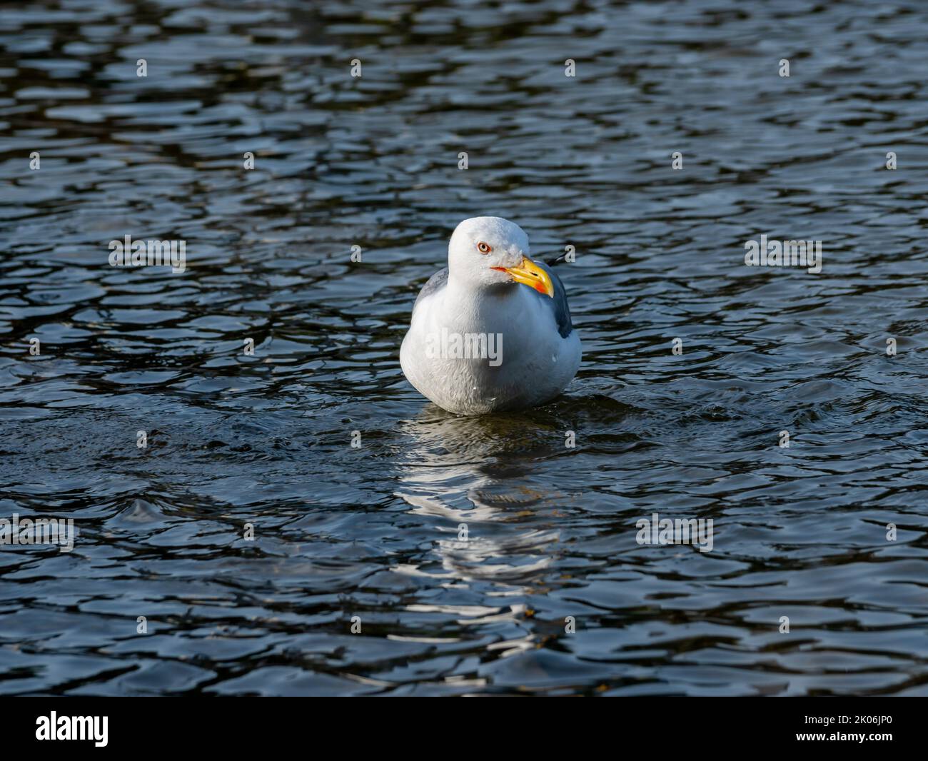 seagull floats on the surface of the water Stock Photo