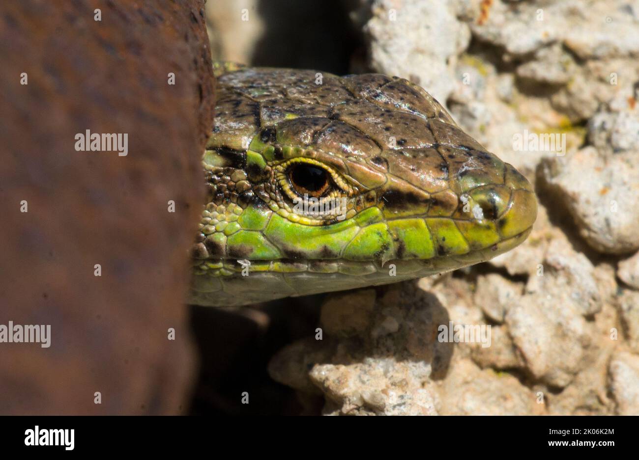 ZOOM MAGNUM LIZARD 8'' | Sabor Pesca - Loja De Pesca Desportiva Online