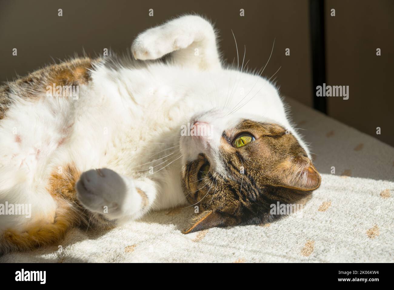 Tabby and white cat lying sunbathing. Stock Photo