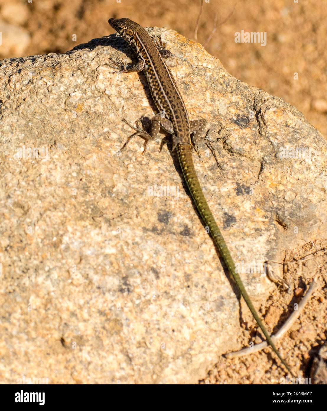 ZOOM MAGNUM LIZARD 8'' | Sabor Pesca - Loja De Pesca Desportiva Online - Foto 6