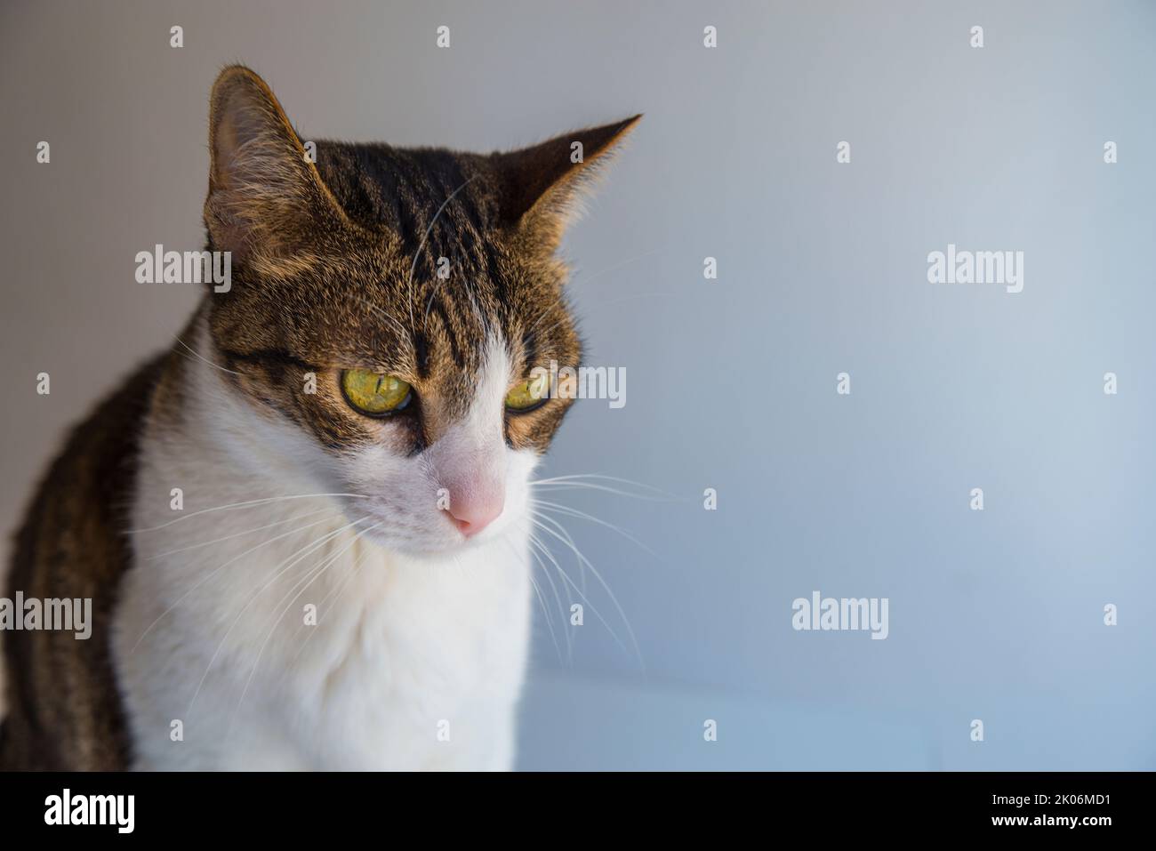 Tabby and white cat. Close view Stock Photo Alamy