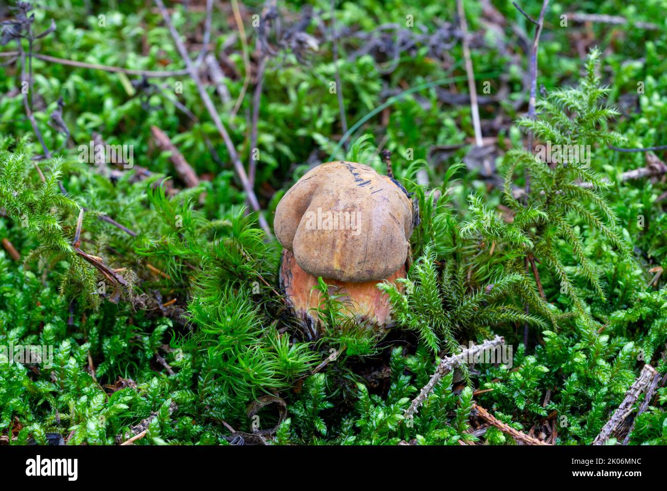 Dotted stem bolete on a moss floor in the forest Stock Photo
