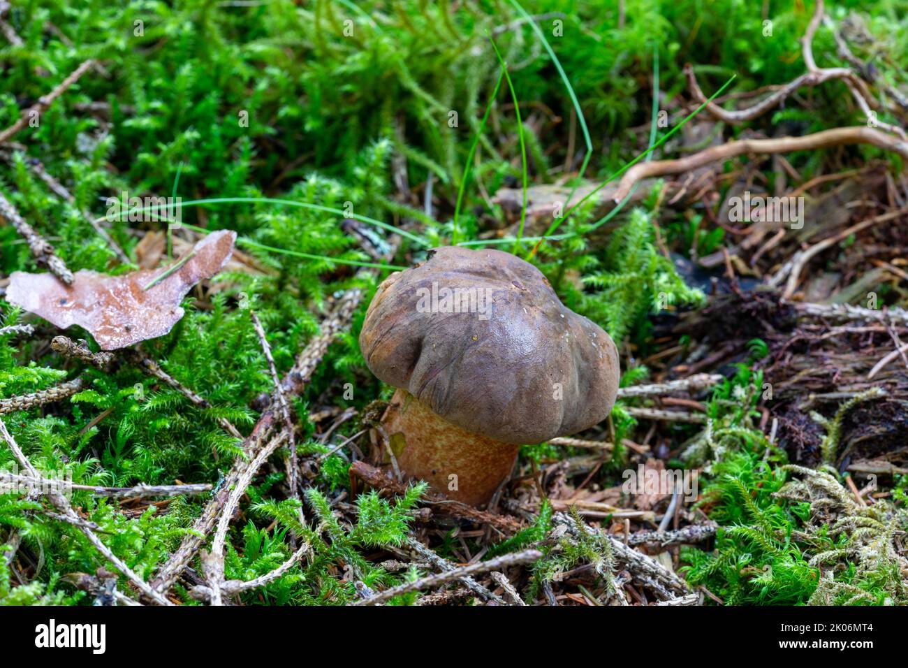 Dotted stem bolete on a moss floor in the forest Stock Photo