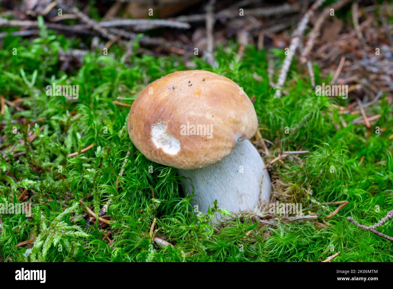 young porcini mushroom in the moss Stock Photo
