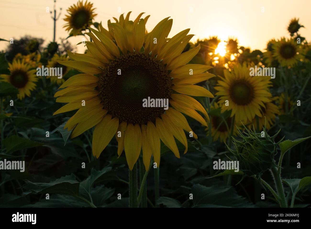 Sunflower garden on the evening sunset timing in Thiruttani Tamilnadu