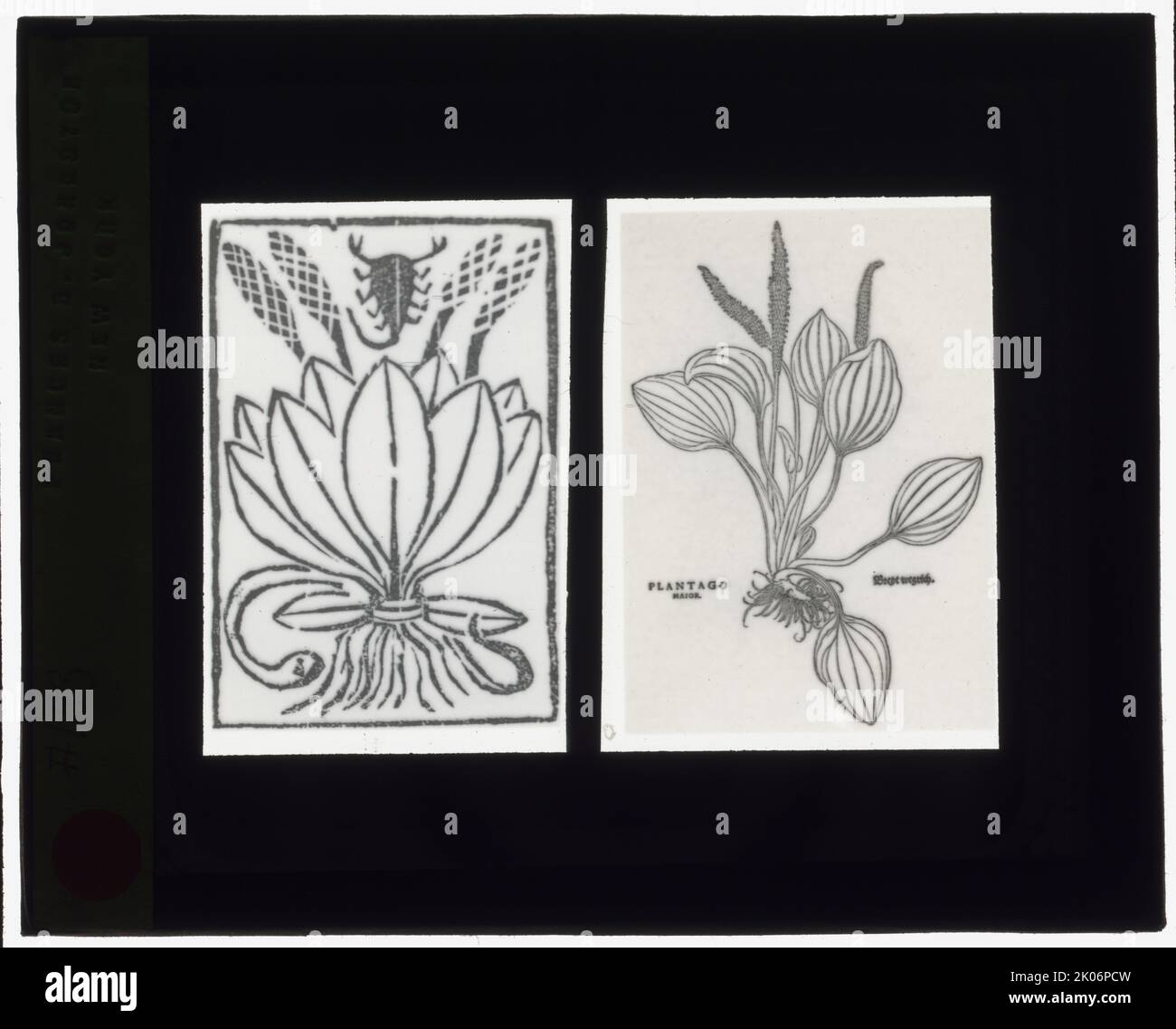 Reproduction of print showing Plantago plant, between 1915 and 1925. Photograph of a (left) woodcut, from &quot;Gart der Gesundheit&quot;, 1485; (right) woodcut, from Leonard Fuchs, &quot;De historia stirpium&quot;, Basel, 1542. Stock Photo