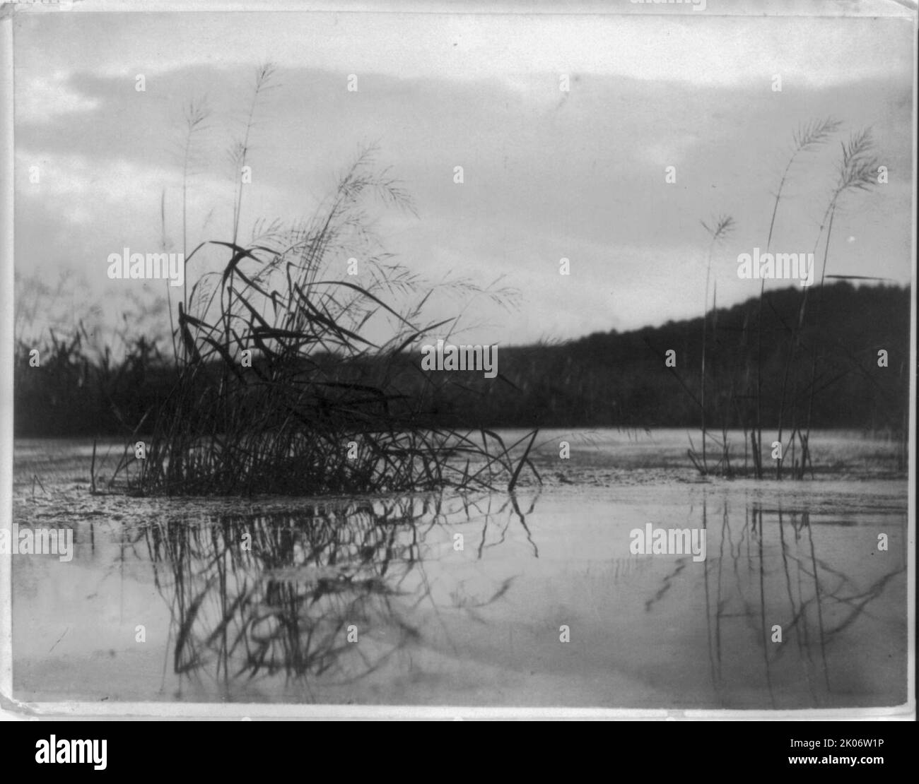 Windswept sedges, c1896. Grassy marsh Stock Photo Alamy