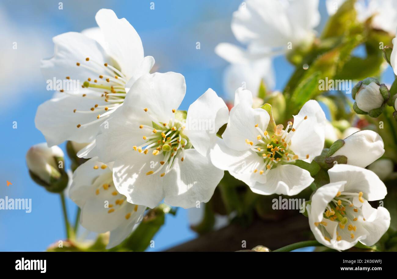 Flowering cherry trees. Branches of a tree with white flowers in close