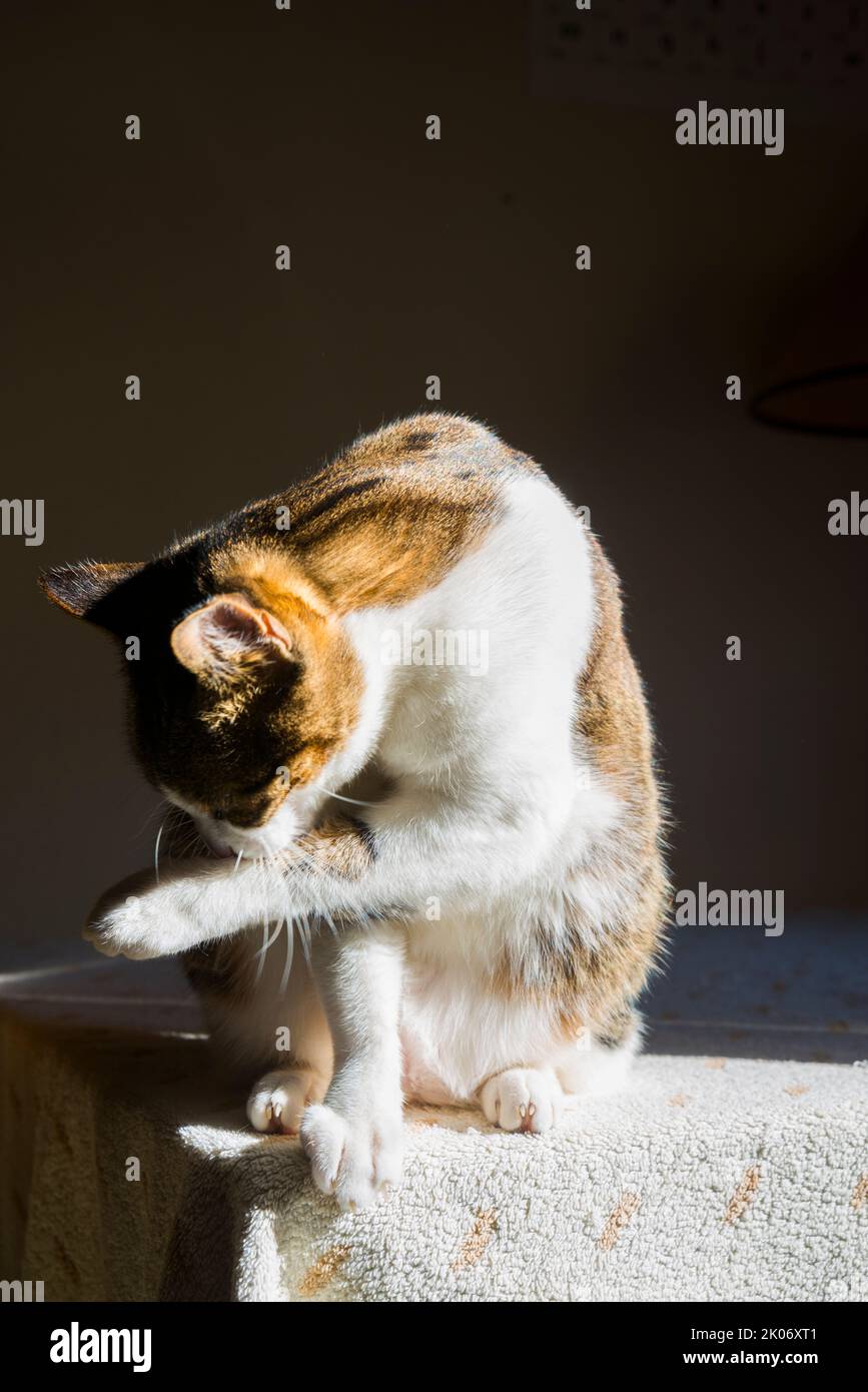 Tabby and white cat licking himself. Stock Photo