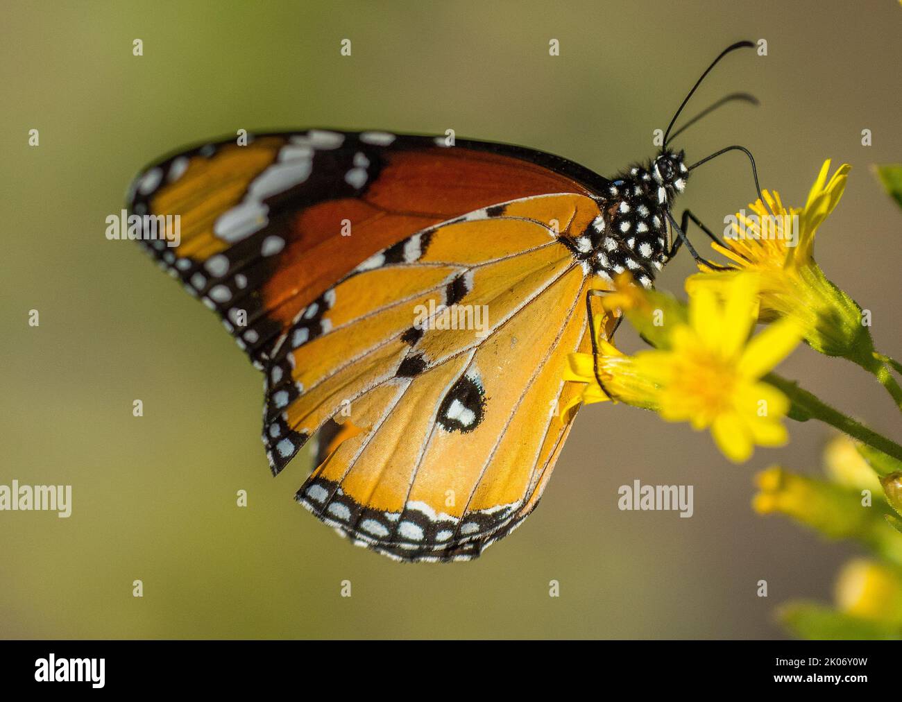 Farfalla monarca, Danaus plexippus Stock Photo