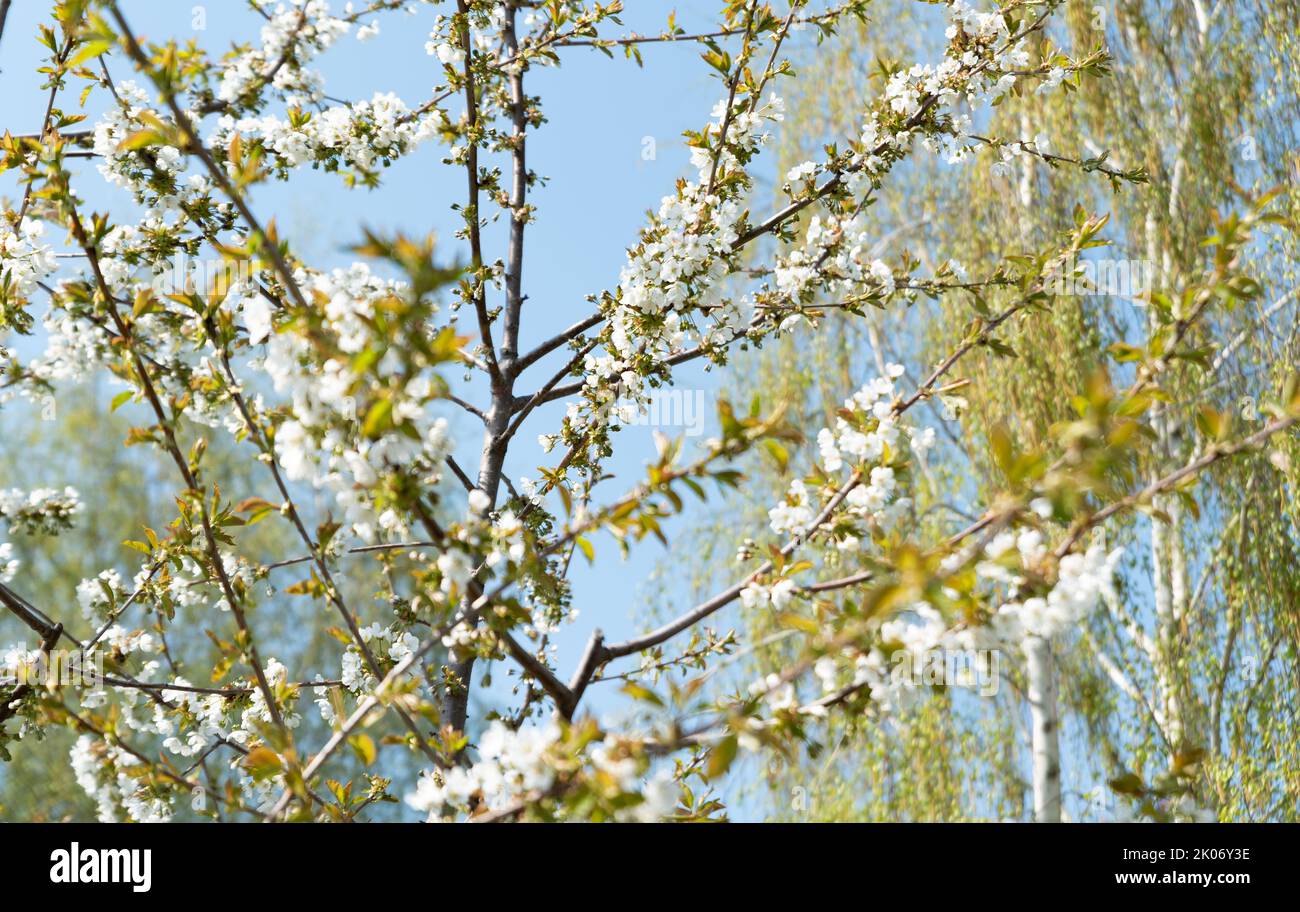 Flowering cherry trees. Branches of a tree with white flowers in close ...