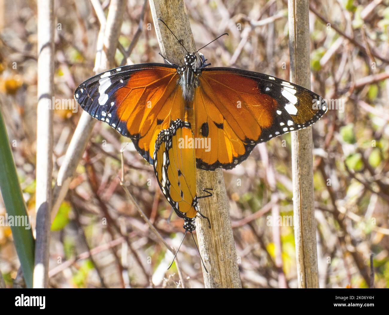 Farfalla monarca, Danaus plexippus Stock Photo