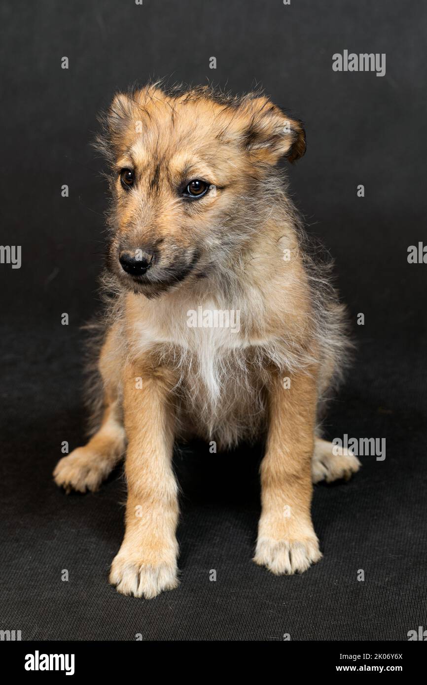 Dog ow hi-res stock photography and images - Alamy