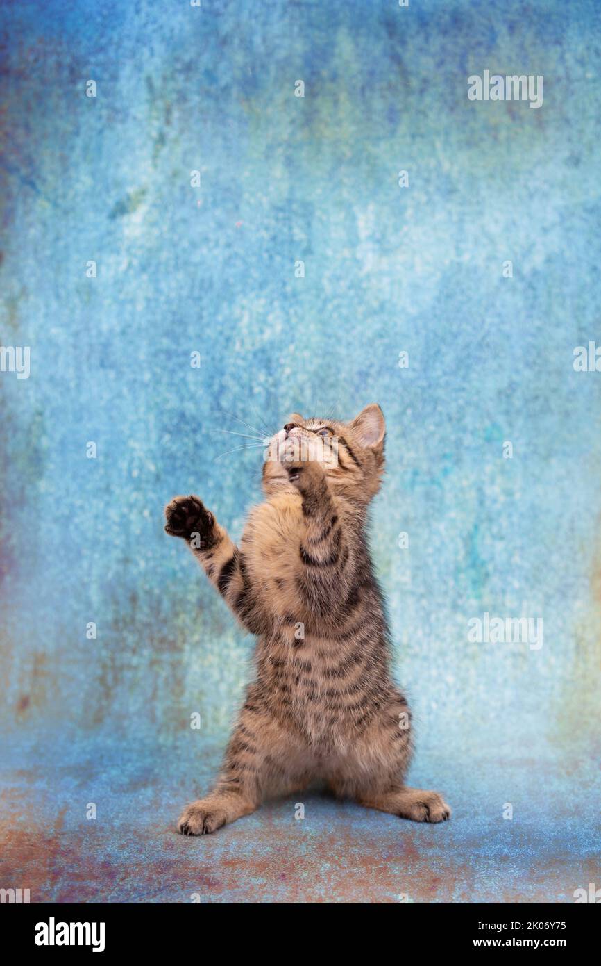 Funny Little Kitten Is Standing On Its Hind Legs At The Moment Of The funny-little-kitten-is-standing-on-its-hind-legs-at-the-moment-of-the