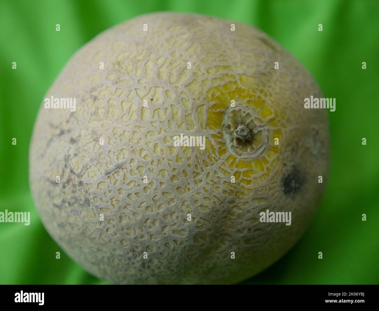 Juicy ripe whole Muskmelon, also known as Cucumis melo placed in green background. Stock Photo