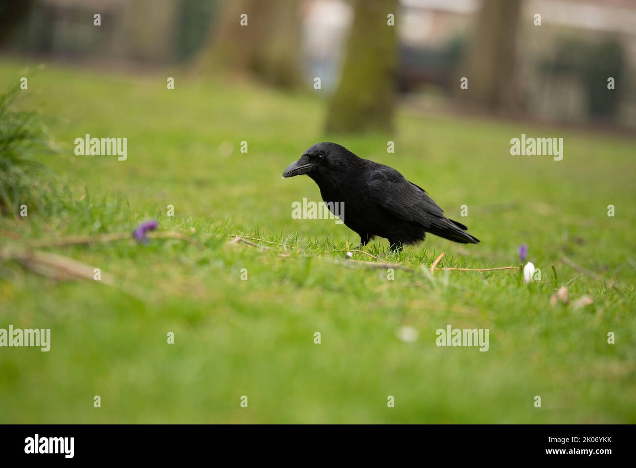 Carrion Crow on the grass looking for food, corvid family Stock Photo