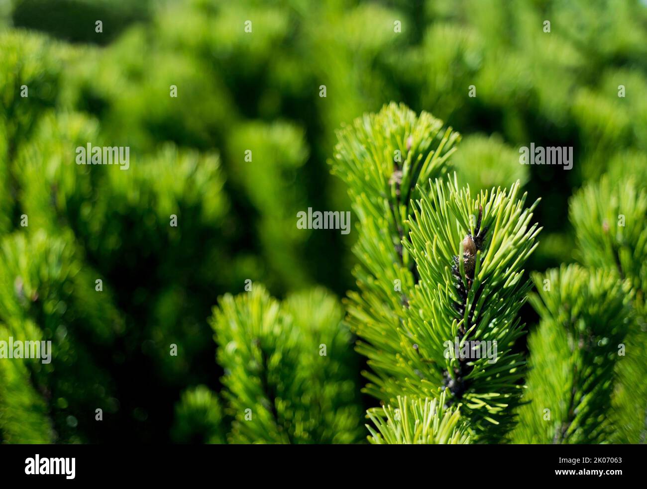 Green Scrub Pine (pinus mugo, bog pine) in Beskid Slaski in Poland Stock Photo