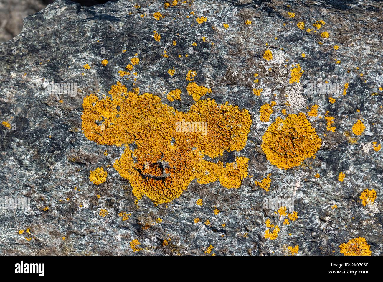 lichen on rock, Warnemünde, Rostock, Mecklenburg-West Pomerania, Germany Stock Photo