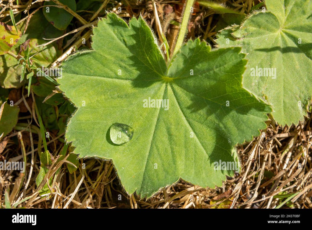 water drop on garden lady´s mantle (Alchemilla mollis), Lower Saxony, Germany Stock Photo