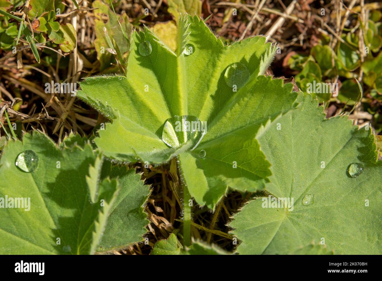 water drops on garden lady´s mantle (Alchemilla mollis), Lower Saxony, Germany Stock Photo