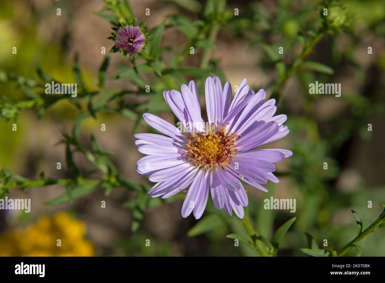 rice button aster (Aster dumosus), Lower Saxony, Germany Stock Photo
