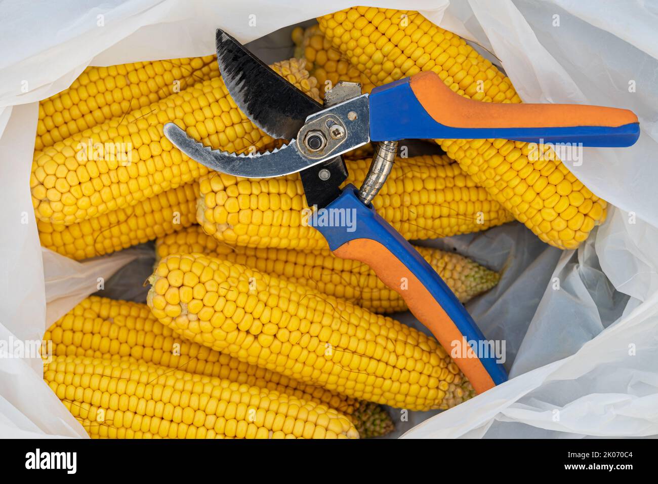 Fresh peeled corn on hi-res stock photography and images - Alamy
