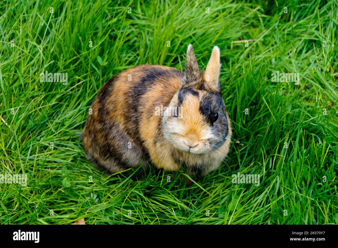 adorable and fluffy three-colored dwarf rabbit on the green meadow on a ...