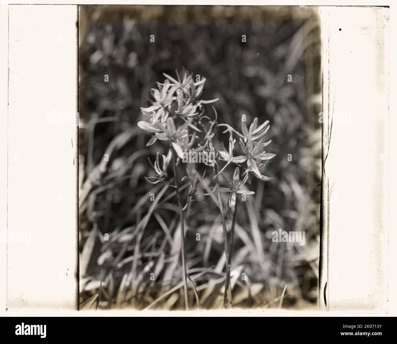 Wildflowers in bloom, between 1915 and 1935 Stock Photo Alamy