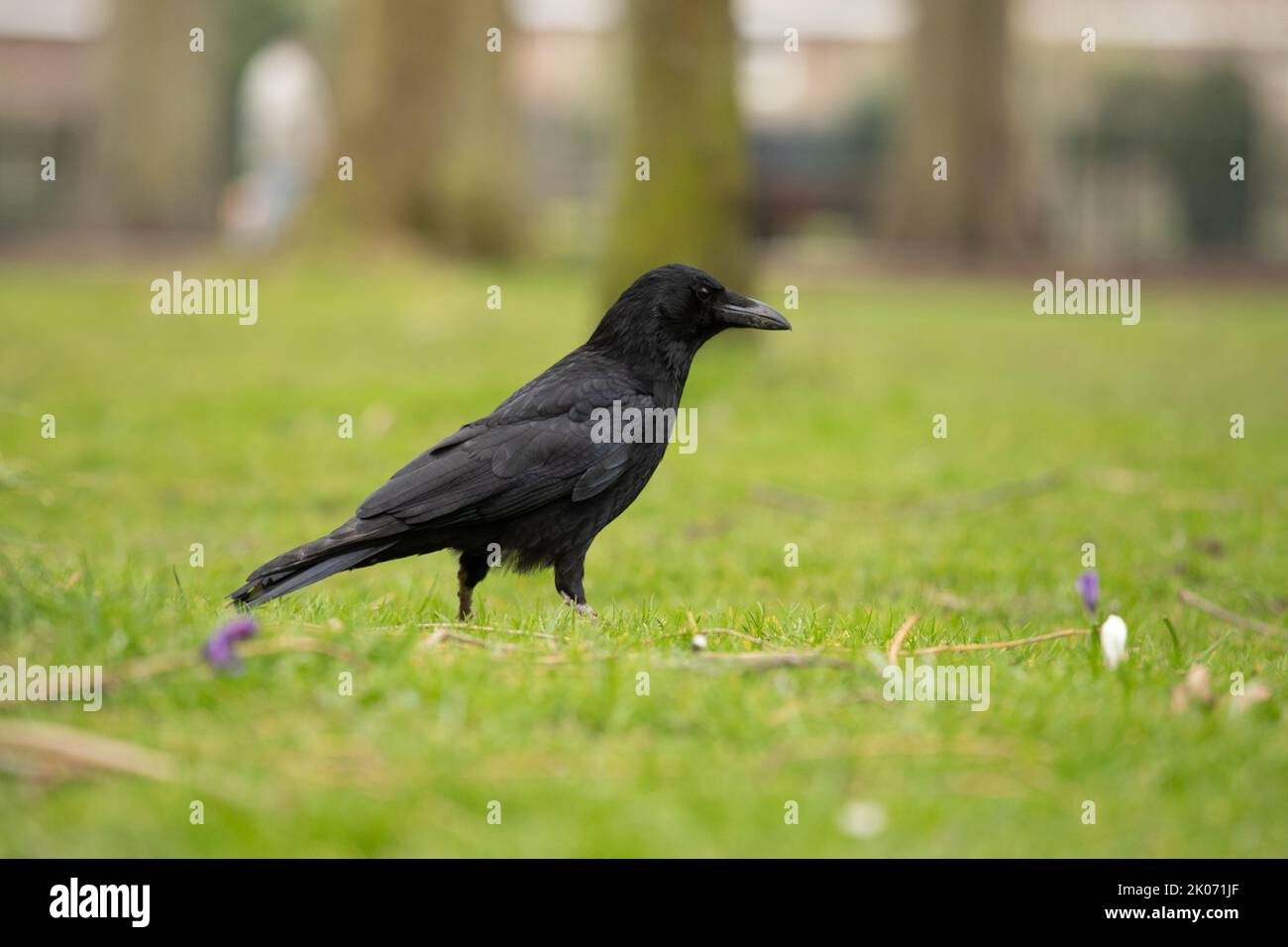 Carrion Crow on the grass looking for food, corvid family Stock Photo