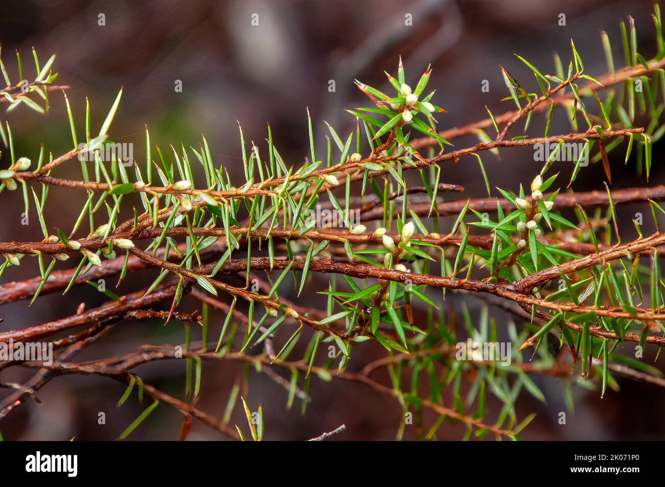 Lake St Clair Australia, close up of stems and leaves of a leptecophylla juniperina Var cyathodes parvifolia or pink mountain-berry tree Stock Photo