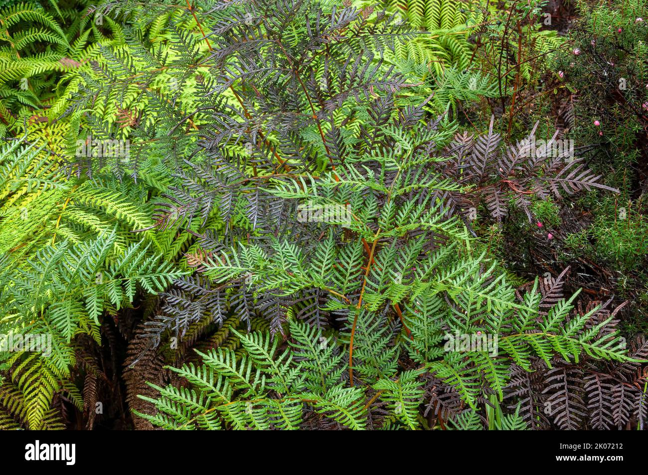 Bats Wing Fern Hi res Stock Photography And Images Alamy bats-wing-fern-hi-res-stock-photography-and-images-alamy
