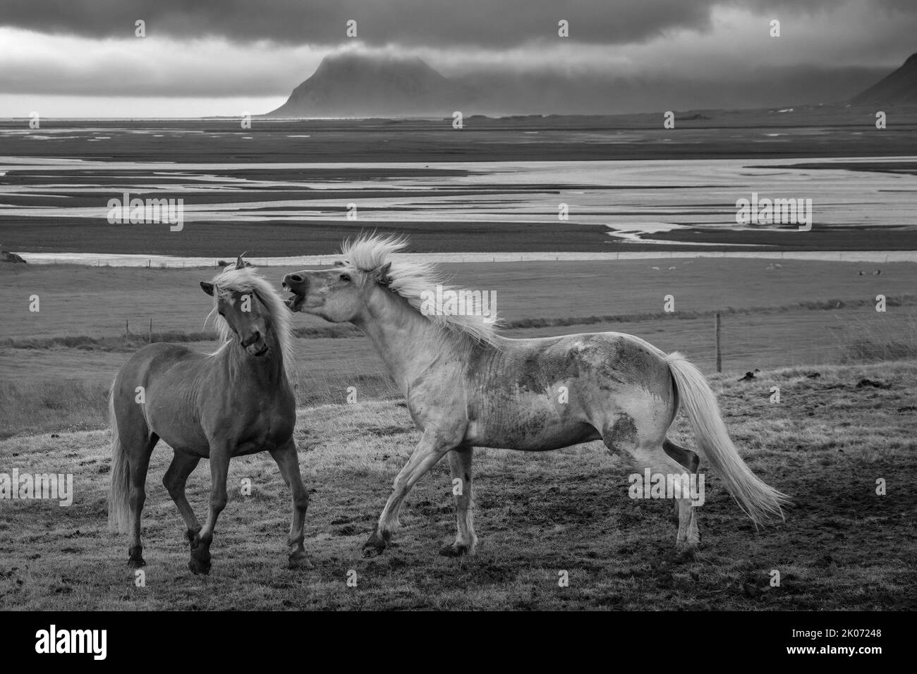 Icelandic horses at Brekka í Lóni Farm, Stafafell, with Klifatindur mountain range in the background, near Hofn, Iceland Stock Photo