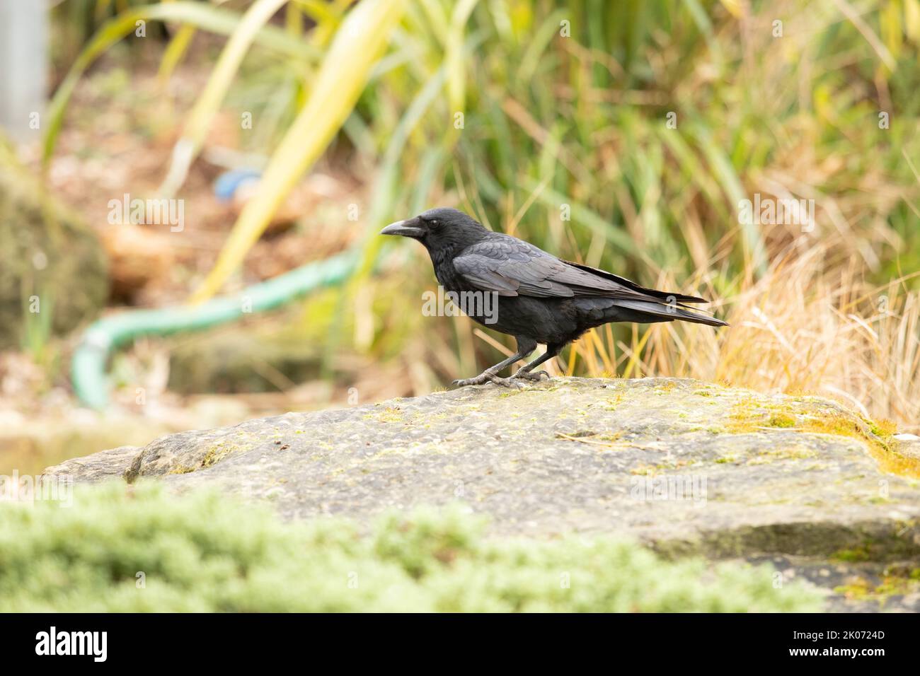 Carrion crow perched on a rock, corvid Stock Photo