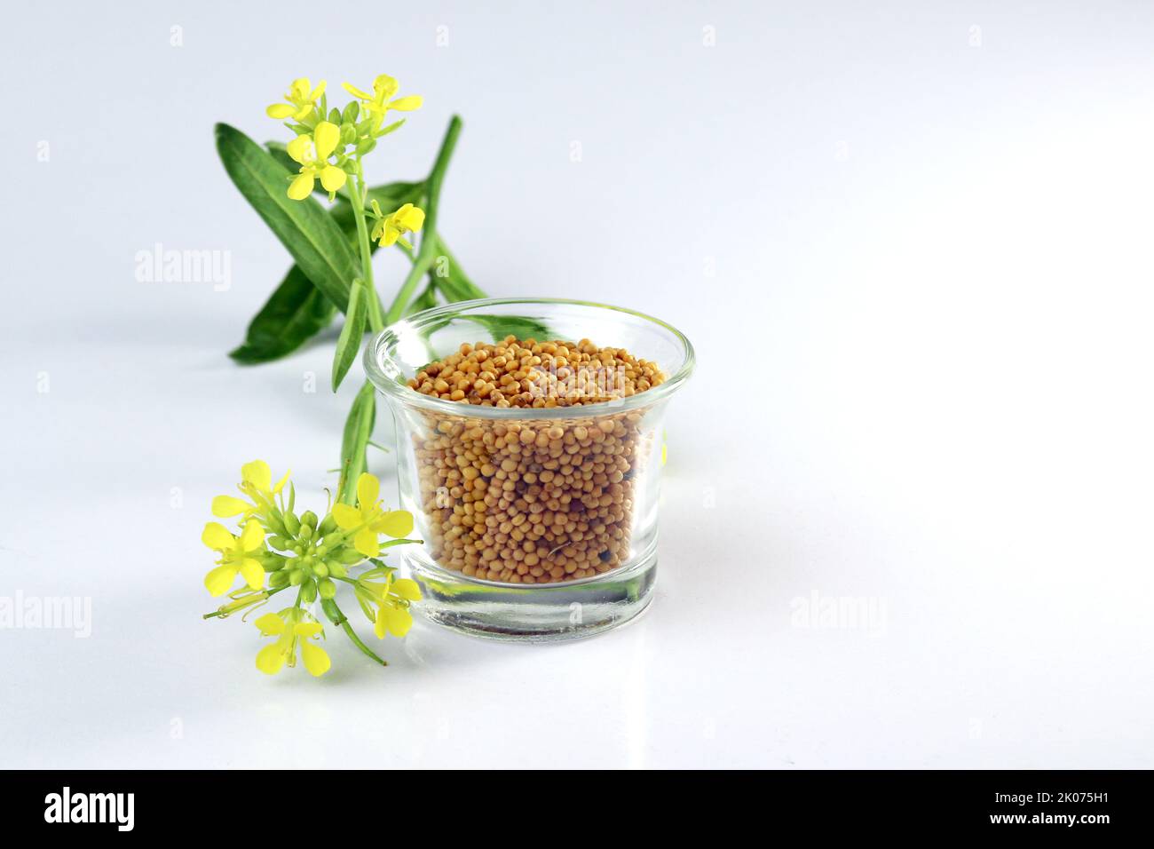 mustard seed and flower on white background. useful in cooking and external body care. Mustard seeds and mustard plants with pods and flowers Stock Photo