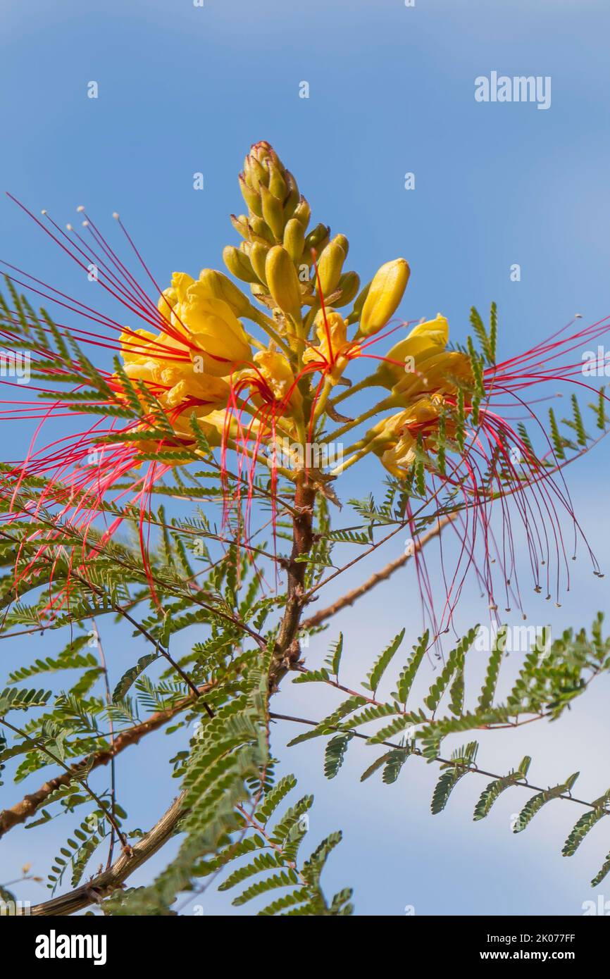 Bird of Paradise Bush (Caesalpinia gilliesii), Egypt Stock Photo