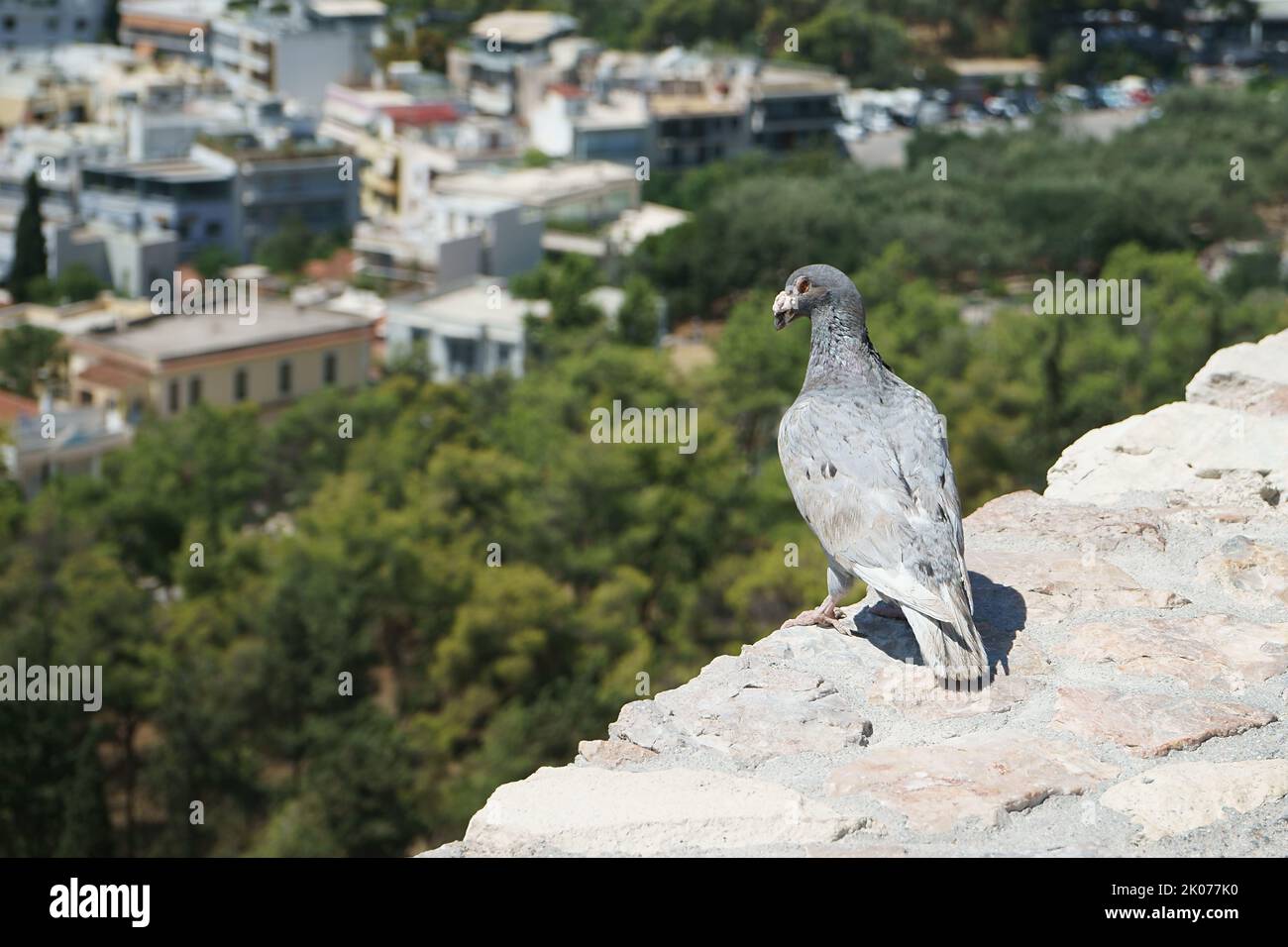 Pigeon columba with big nostril cere, in Athens acropolis, Greece Stock Photo