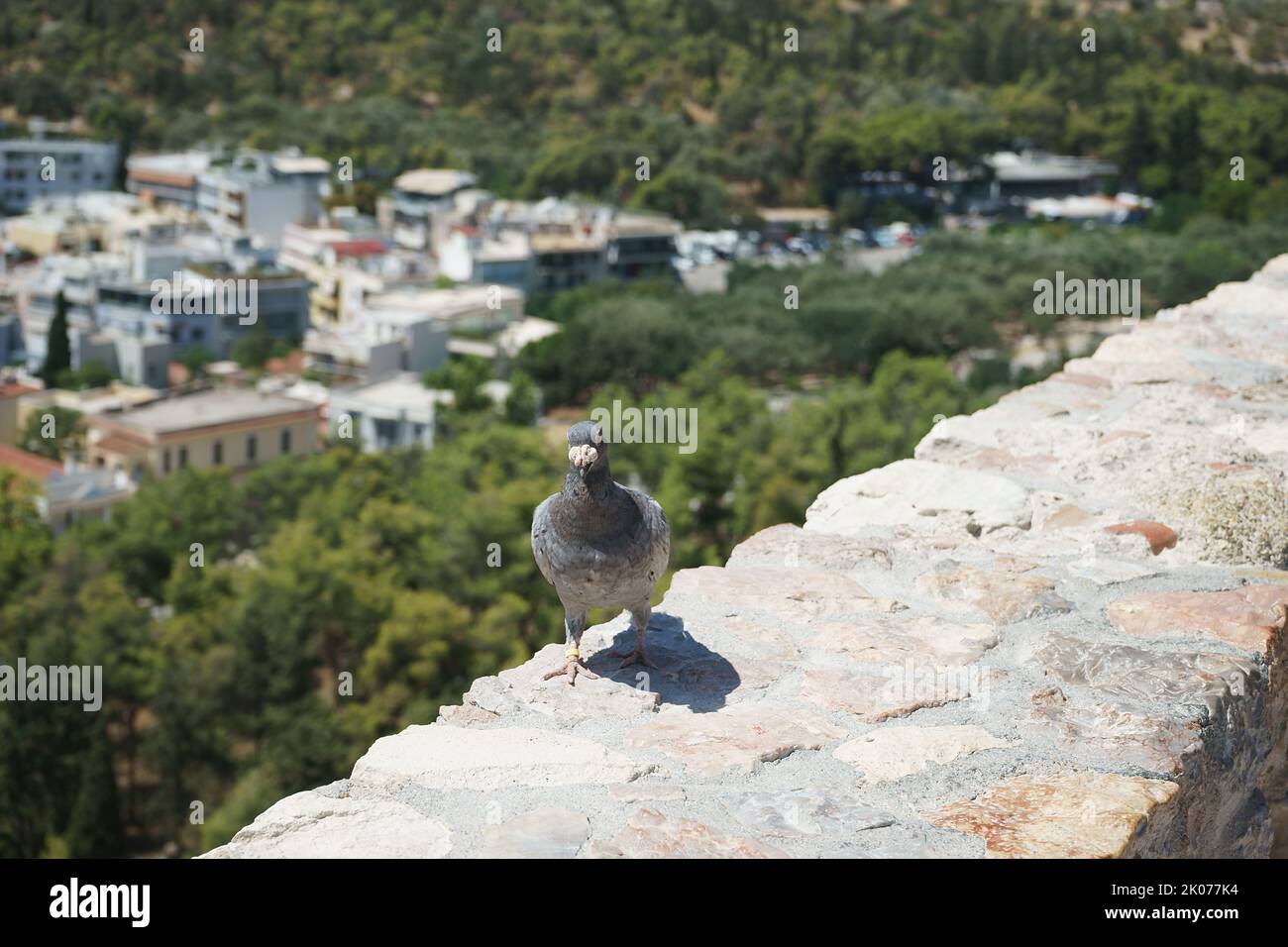 Pigeon columba with big nostril cere, in Athens acropolis, Greece Stock Photo