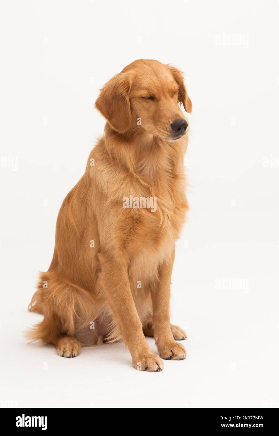 A Golden Retriever dog sitting on a white background Stock Photo Alamy