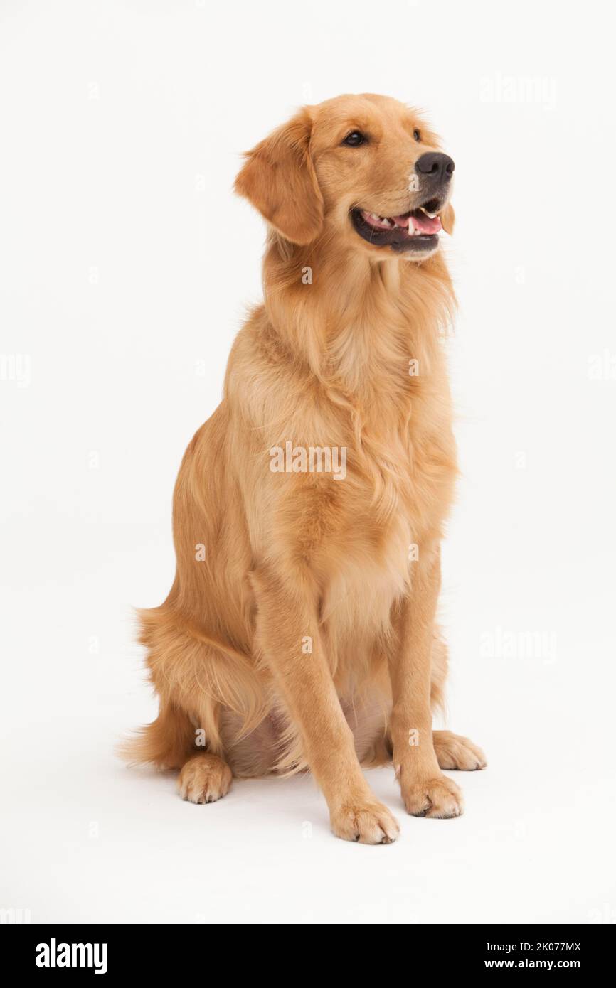 A Golden Retriever dog sitting on a white background Stock Photo - Alamy
