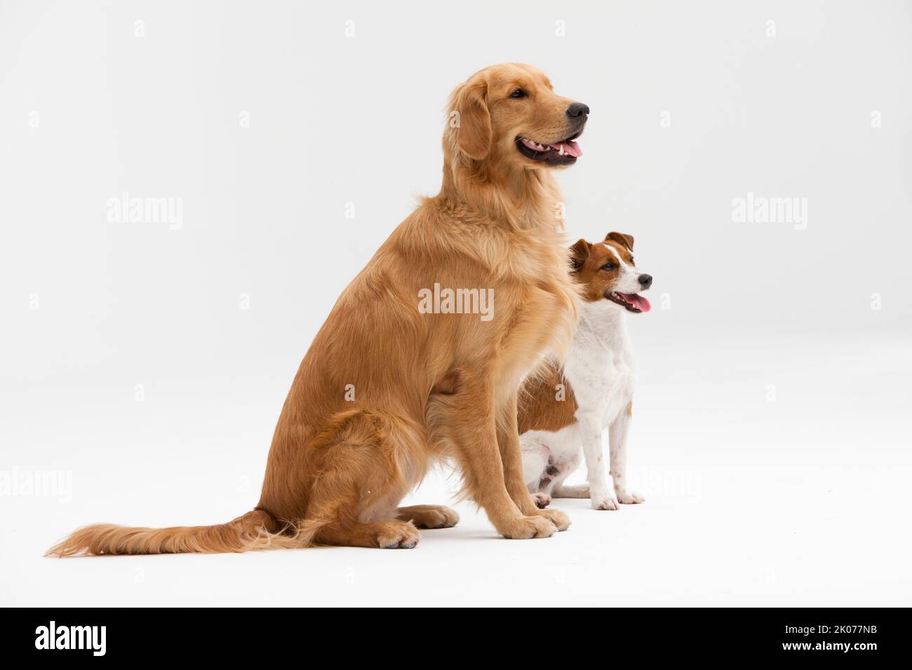 Two dogs photographed in studio with white background Stock Photo