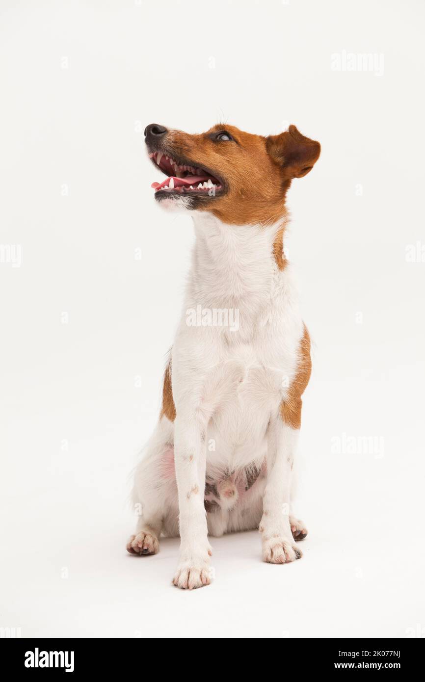 A Jack Russel Terrier performing different postures Stock Photo Alamy
