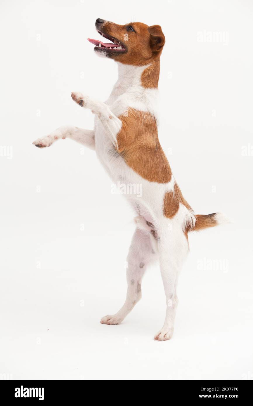 A Jack Russel Terrier performing different postures Stock Photo Alamy