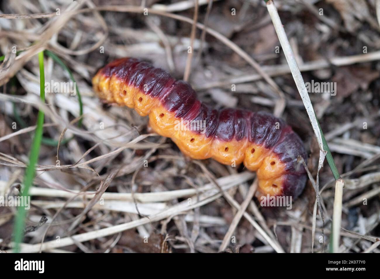 Goat moth (Cossus cossus), caterpillar on dry grass, Eschenlohe, Bavaria, Germany Stock Photo