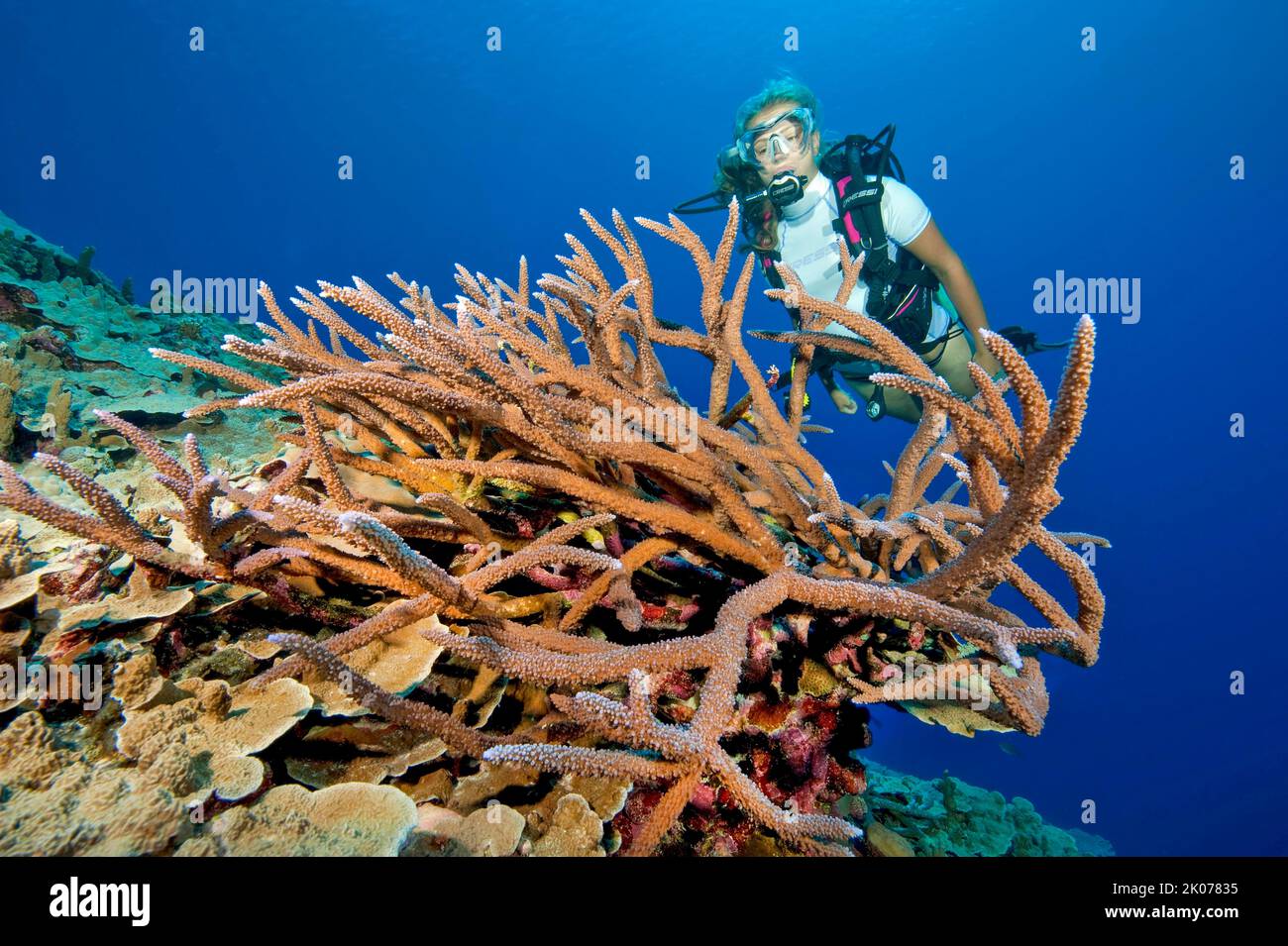 Diver looking at large intact small polyp stony coral (Acropora) in coral reef, Red Sea, Hurghada, Egypt Stock Photo