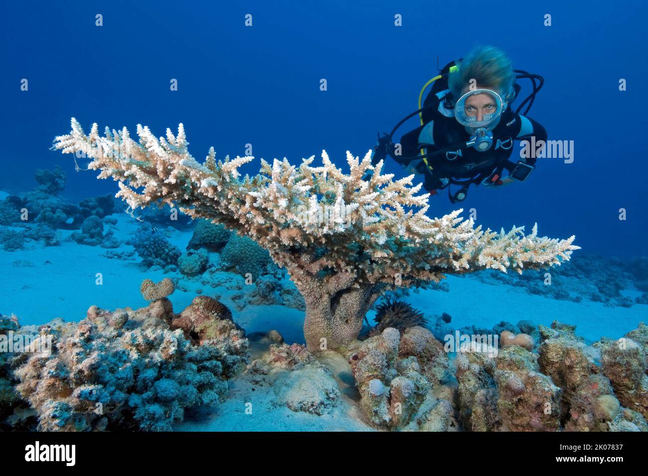 Diver looking at small polyp stony coral (Acropora) affected by coral bleaching due to warming of the oceans, Red Sea, Hurghada, Egypt Stock Photo