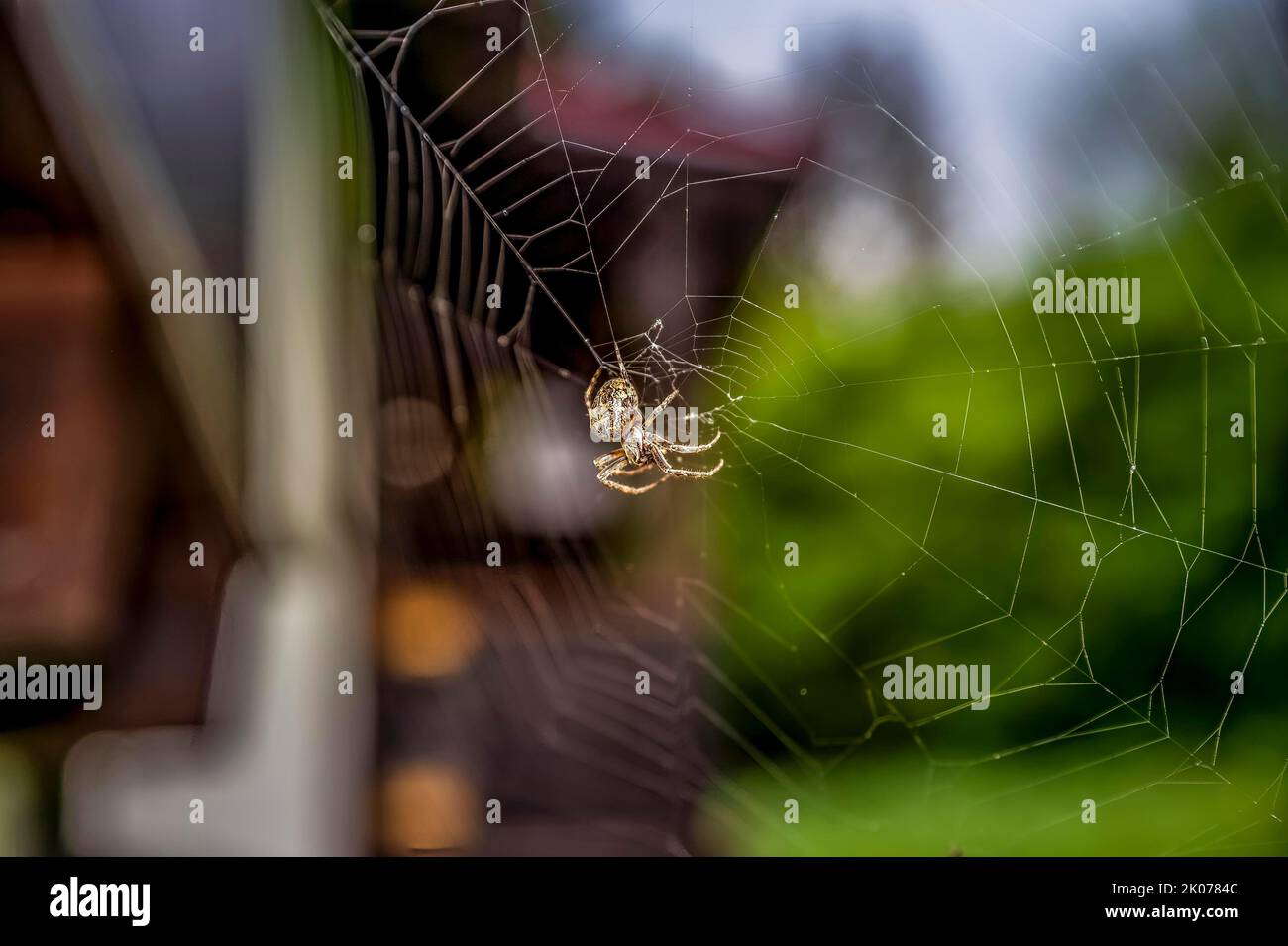 House angle spider (Tegenaria domestica), spider web, house wall, Oberstdorf, Allgaeu, Bavaria, Germany Stock Photo