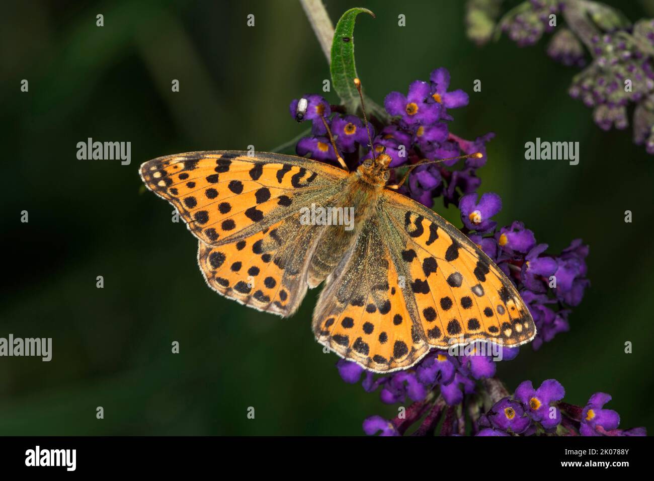 Queen of spain fritillary (Issoria lathonia) on butterfly bush (Buddleia), Baden-Wuerttemberg, Germany Stock Photo